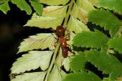 Notoncus spinisquamis