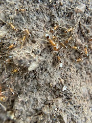 Pheidole dentata