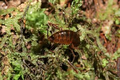 Arcitalitrus sylvaticus