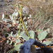 Del Norte Buckwheat - Photo (c) Laura Julian, some rights reserved (CC BY-NC), uploaded by Laura Julian