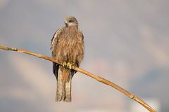 Milvus migrans
