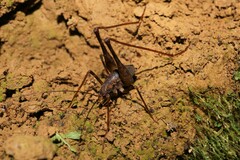 Macropathinae