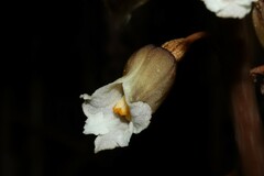 Gastrodia procera