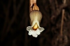Gastrodia procera