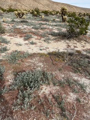 Johnstonella angustifolia