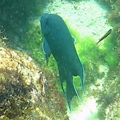 Microspathodon dorsalis