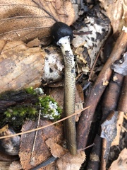 Tolypocladium capitatum