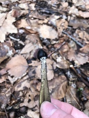 Tolypocladium capitatum