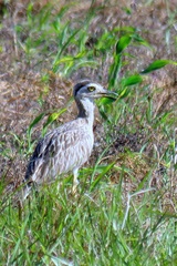 Burhinus bistriatus