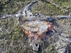 Fusicolla merismoides