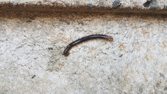 Cormocephalus