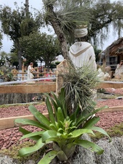 Tillandsia schiedeana