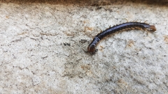 Cormocephalus