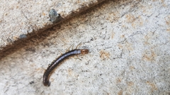 Cormocephalus