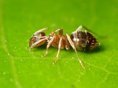 Prolasius advena