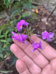 Phlox carolina