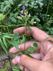 Phlox carolina