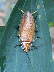 Balta bicolor