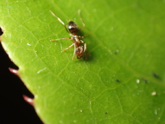 Prolasius advena