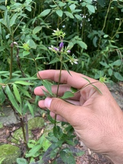 Phlox carolina