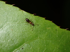 Prolasius advena
