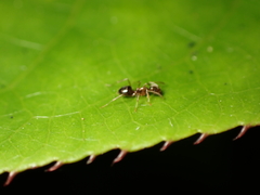 Prolasius advena