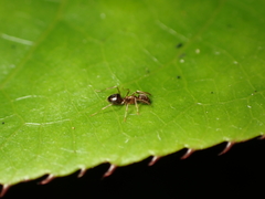 Prolasius advena