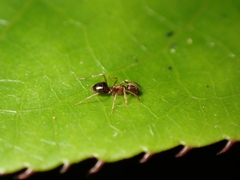 Prolasius advena