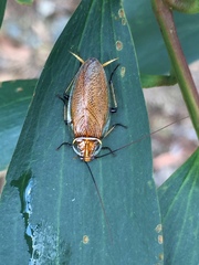 Balta bicolor