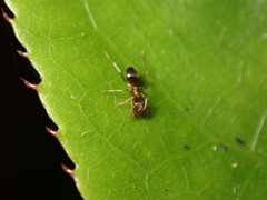 Prolasius advena