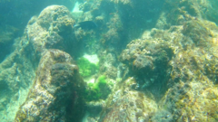 Microspathodon dorsalis