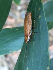 Balta bicolor