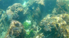 Microspathodon dorsalis