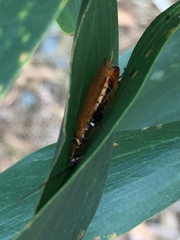 Balta bicolor