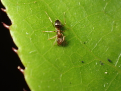 Prolasius advena