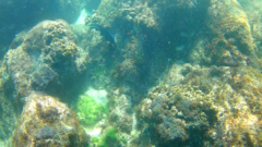 Microspathodon dorsalis