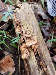 Lentinellus subaustralis