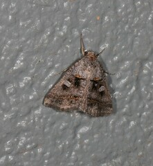 Acantholipes juba