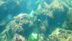 Microspathodon dorsalis