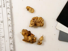 Lentinellus subaustralis