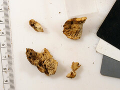 Lentinellus subaustralis