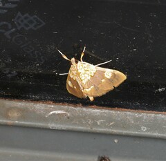 Agrotera glycyphanes