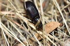 Aulacocyclus