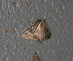 Agrioglypta itysalis