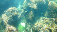 Microspathodon dorsalis