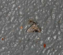 Anydraula pericompsa
