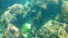 Microspathodon dorsalis