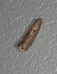 Archigargetta amydra