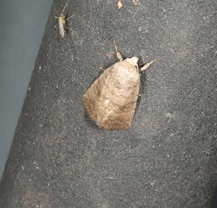 Athetis reclusa