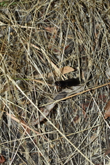 Aulacocyclus